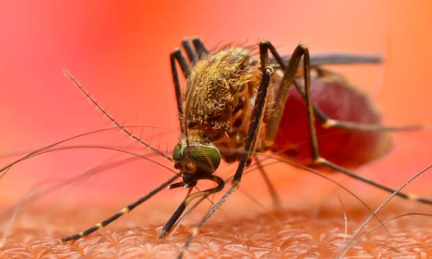 В России отмечены случаи заражения червями от комаров