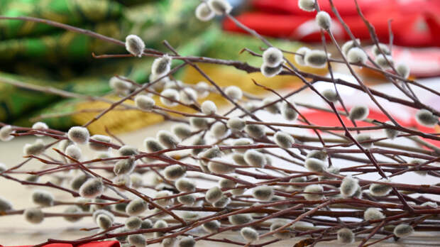 Выбросить, закопать или сжечь: что делать с прошлогодней освященной вербой