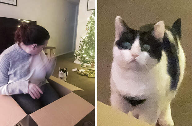 18 кошачьих привычек, которые заставляют людей восторженно пищать