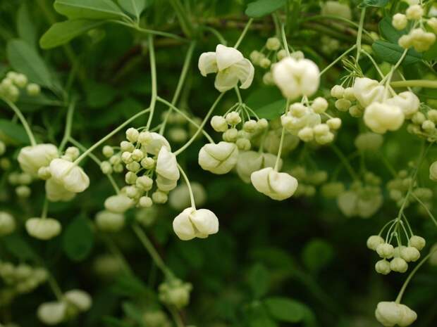 Акебия пятерная белая (Akebia quinata 'Alba')