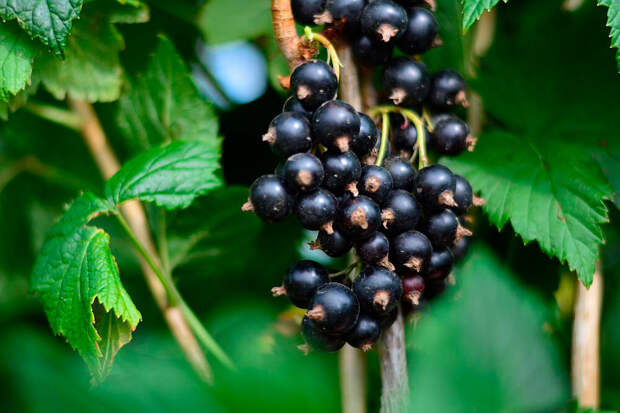 Чёрная смородина: вредители и меры защиты