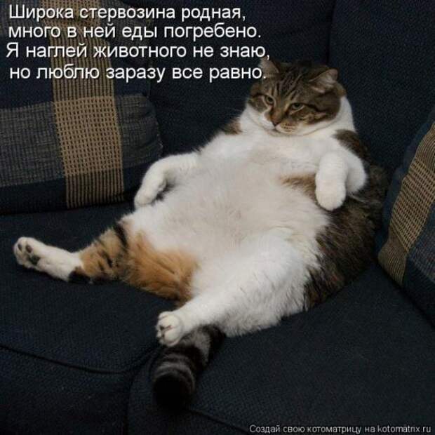 Котоматрицы (картинки с надписями)
