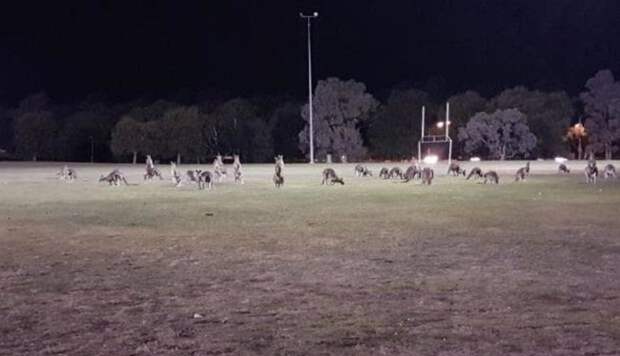 Десятки кенгуру неожиданно совершили целое нашествие на пригород столицы Австралии — Канберры австралия, в мире, животные, кенгуру