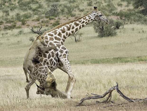 Молодые львы удачно поохотились на огромного жирафа