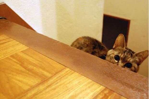 Коты в засаде