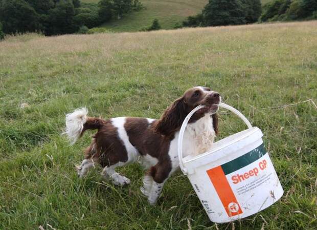 Пес помогает кормить молоком осиротевших ягнят (9 фото)