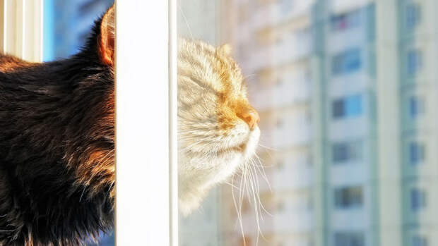 Ветеринар Ивайкина: сетки помогут уберечь питомца от падения из окна