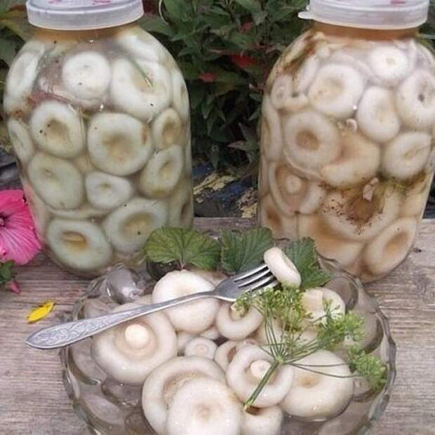 Три заготовки из грибов.