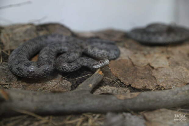 Кара елан «уянган»: Татарстанга яз иртә килү сәбәпле, еланнар һәм талпаннар активлашты