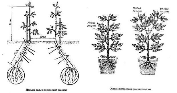 Заглублять ли перец. Высадка рассады помидор в теплице схема. Посадка переросшей рассады томатов. Схема посадки рассады помидор в теплице. Схема посадки высокорослых помидор.