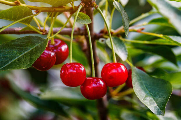 Nutrients: три типа соединений в соке вишни облегчают бессонницу у пожилых