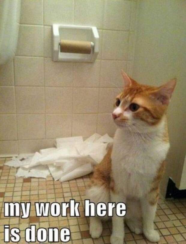 Котэ-приколы