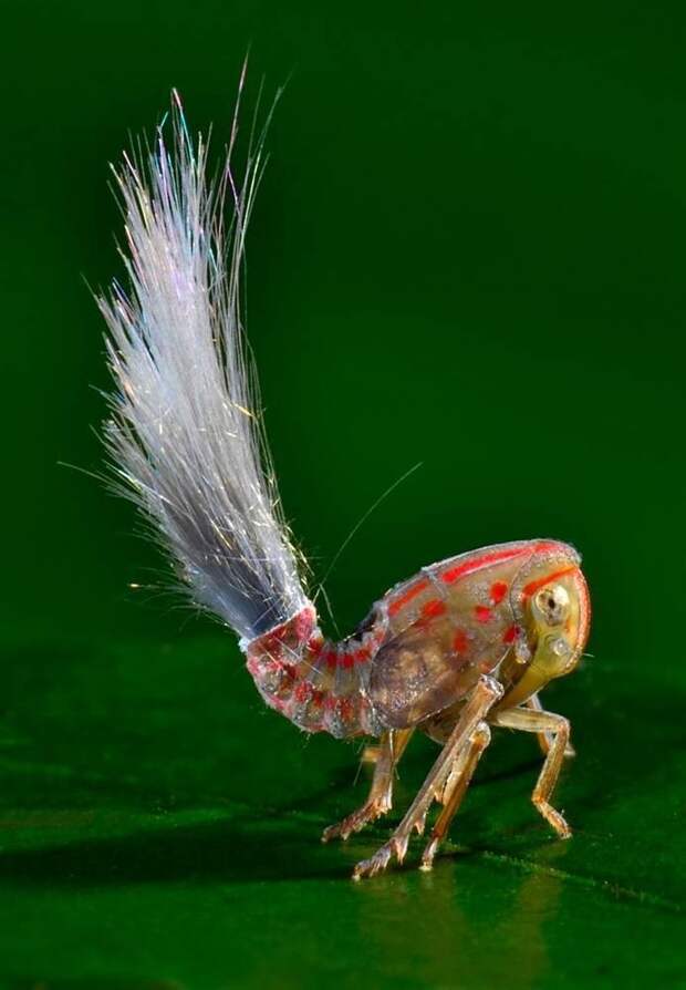 Многие виды насекомых Fulgoroidea выделяют воскообразный секрет, который иногда застывает, образуя длинные нити животные, природа, странные, удивительное, чудо