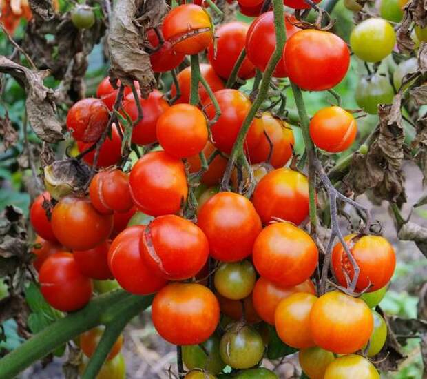 Фитофтороз каждый год губит томаты