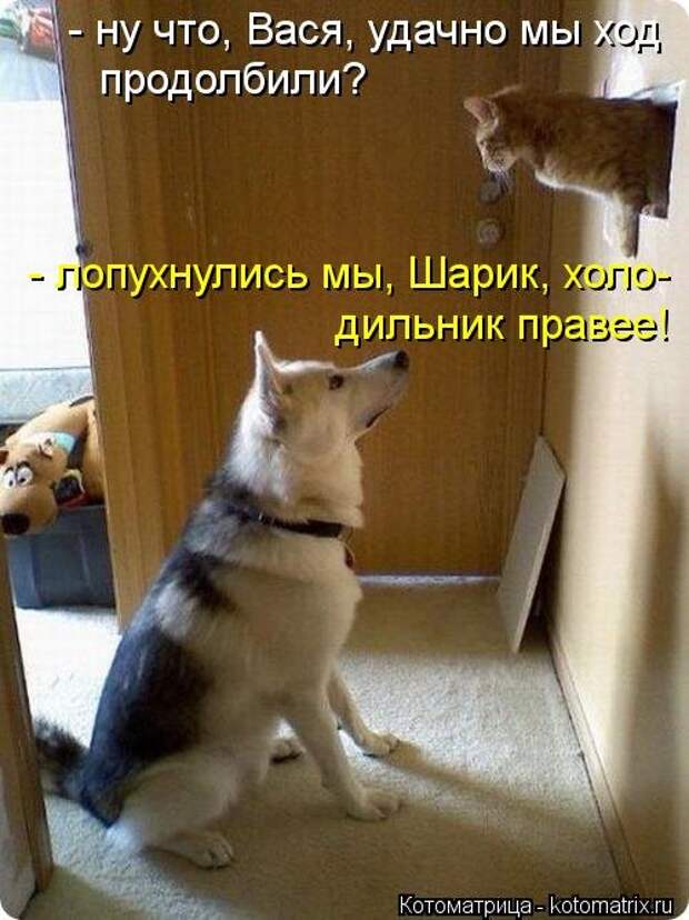 Новая котоматрица (30 фото)