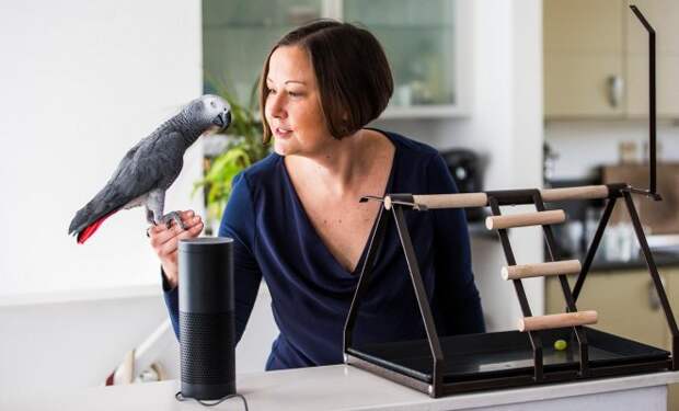 10 видов попугаев, которых легко научить говорить