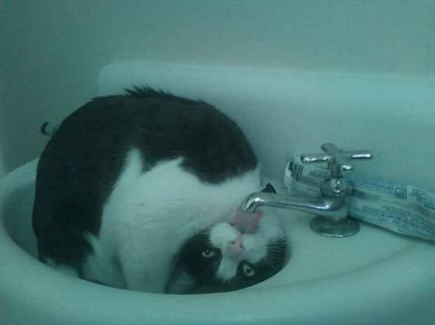 Котики