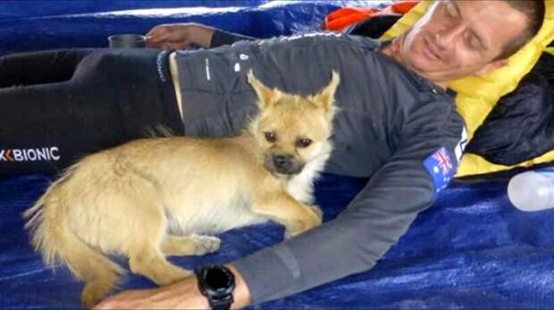 Бездомный пес пробежал с марафонцем 100 км по пустыне Гоби