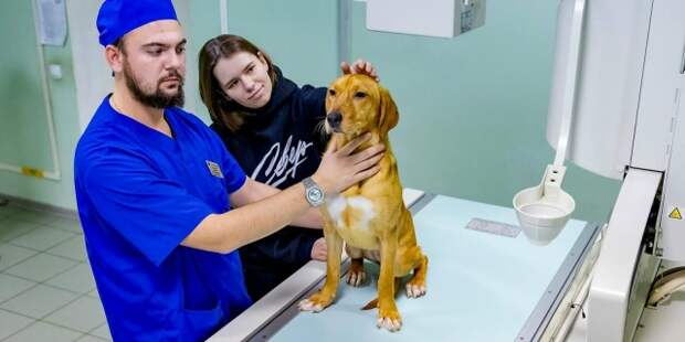 Еще 22 услуги появились в сервисе «Запись на прием к ветеринарному врачу» на портале мэра Москвы