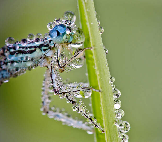Красивое макрофотографии стрекозы