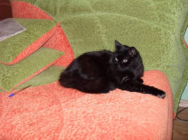 спасение котенка черный кот
