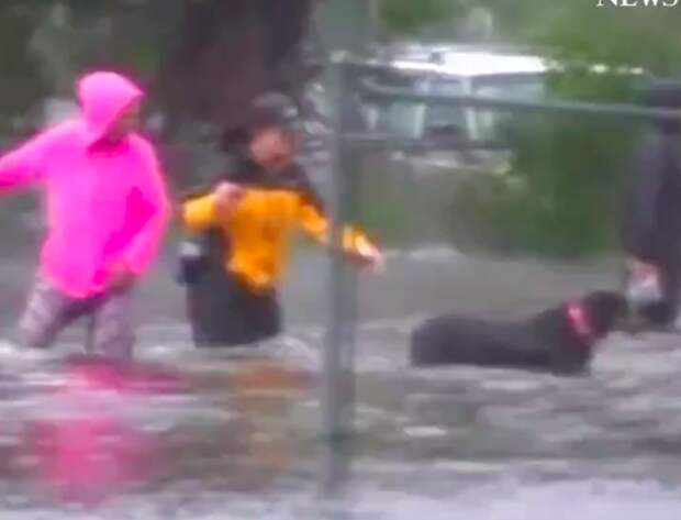 Julie Wilson, a reporter for ABC local station WTVD, helped rescue a local woman's dog.