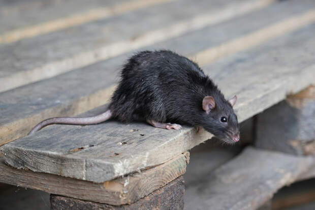 Вирусолог Нетесов: крысиный гепатит Е был найден у домашних кошек и собак
