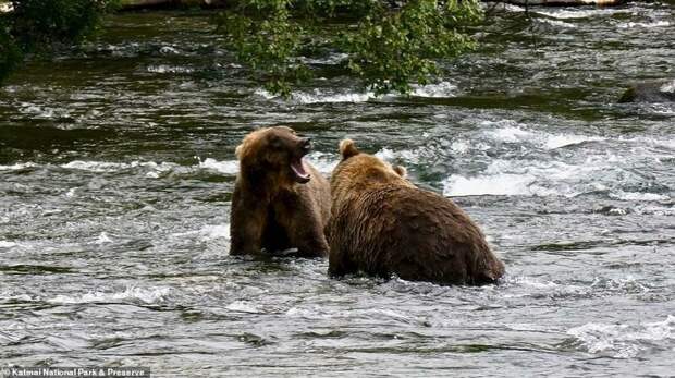 Печальное зрелище: тощие медведи гризли в Канаде бродят в поисках еды