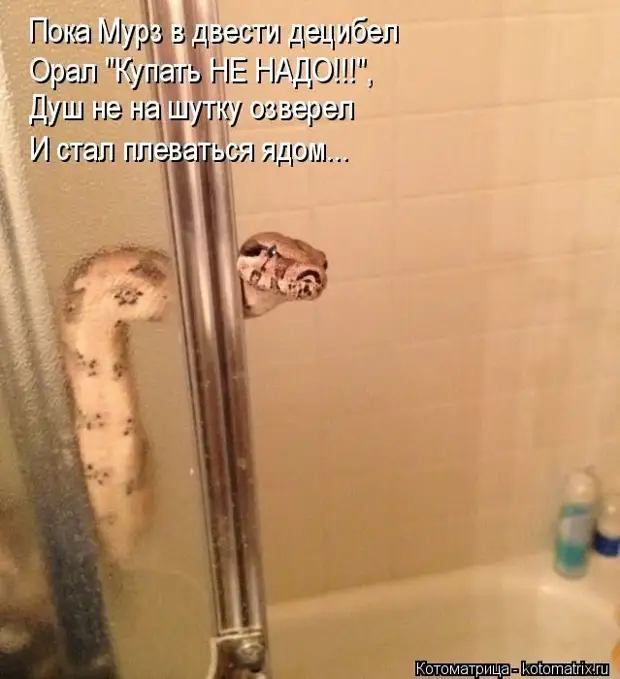 Лучшие котоматрицы