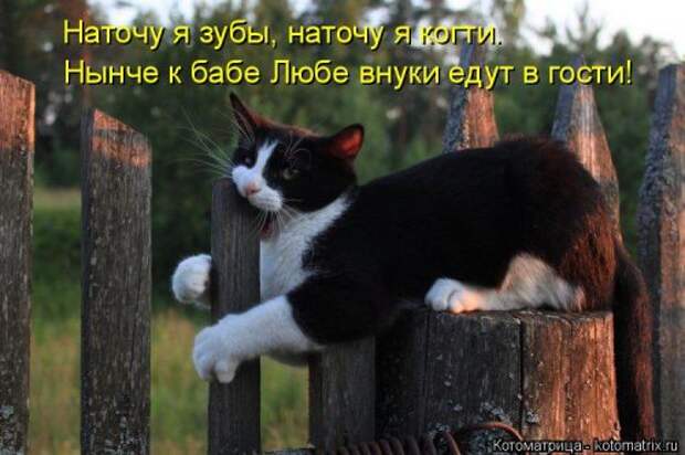 Новая котоматрица (30 фото)
