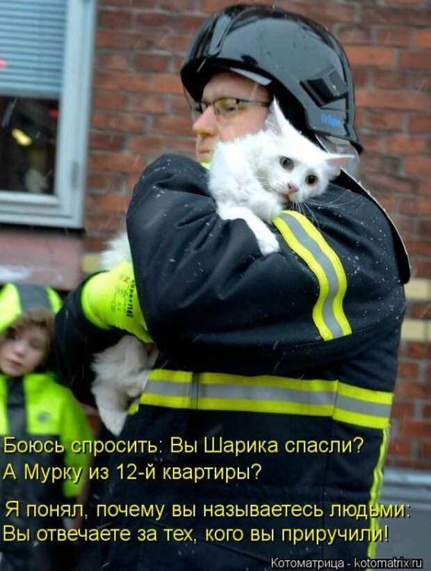 Лучшие котоматрицы недели (50 фото) Лучшие котоматрицы недели (50 фото)