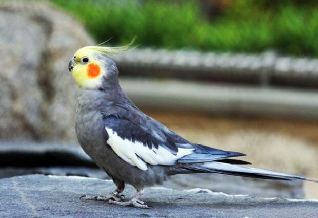 10 видов попугаев, которых легко научить говорить