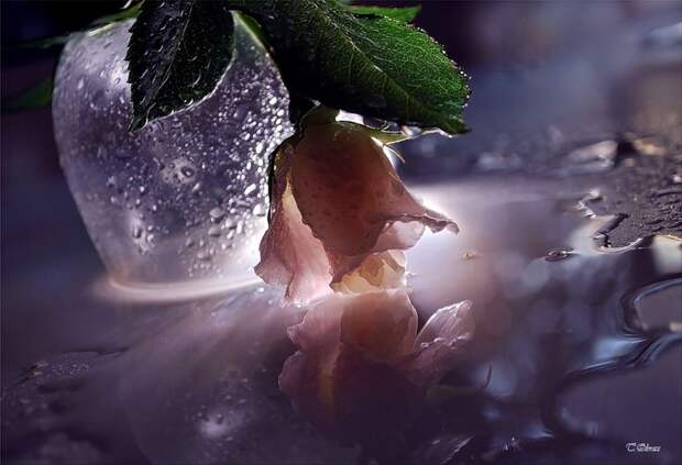 НЕЖНЕЕ НЕЖНОГО ... ФОТОГРАФ ТАТЬЯНА ОБРАЗ НЕЖНЕЕ НЕЖНОГО ... ФОТОГРАФ ТАТЬЯНА ОБРАЗ