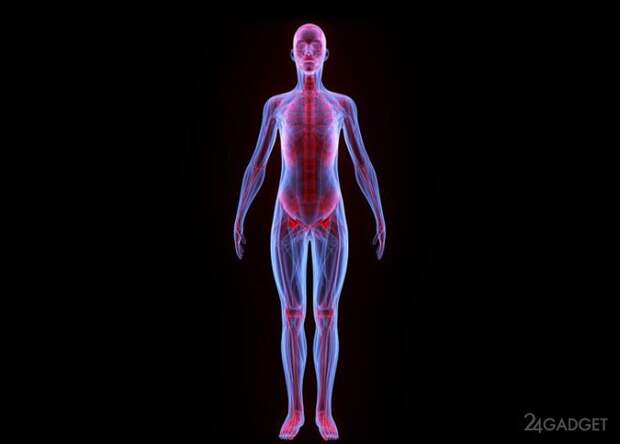 Первый сканер тела в мире запущен в работу (видео)