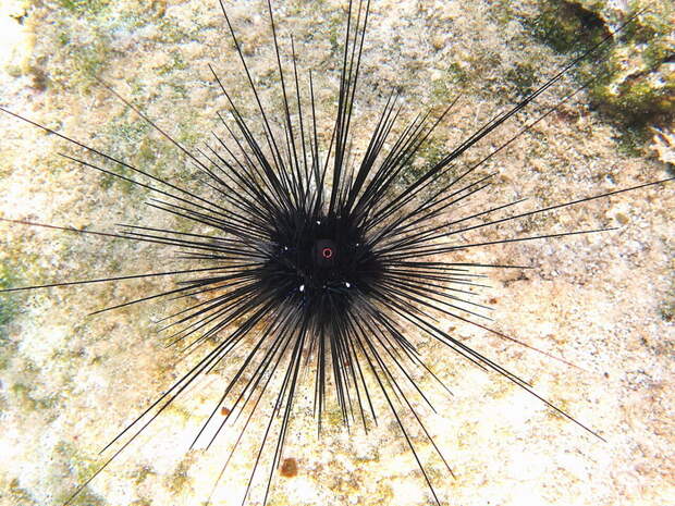 Морские ежи превращают поток воды в электричество