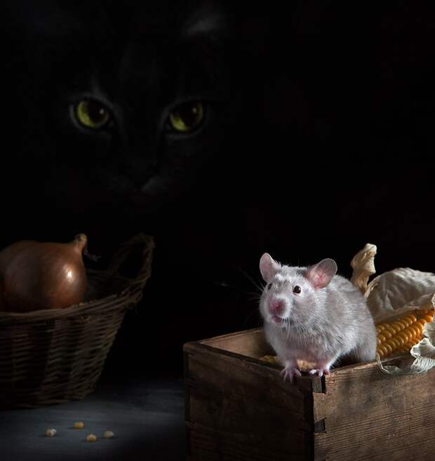 hamsters08 hamsters08 Натюрморты с хомяками