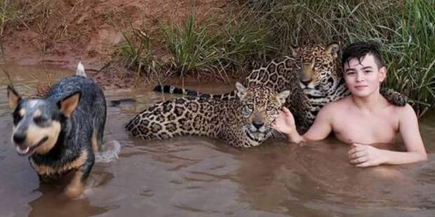 Тьяго — мальчик, живущий с ягуарами jaguar, Тьяго, в мире, животные, люди, мальчик