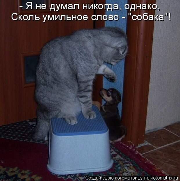 Лучшие котоматрицы недели