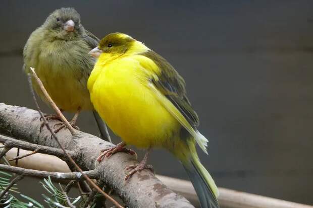 Как мозг канареек сохраняет способность к пению всю жизнь