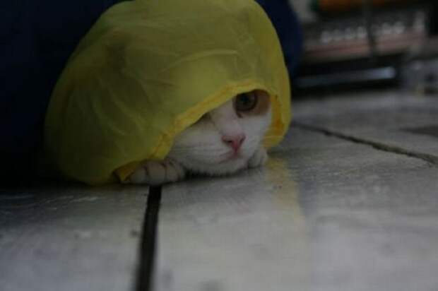 Коты в засаде