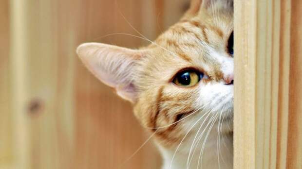 Животные, которые обожают подсматривать