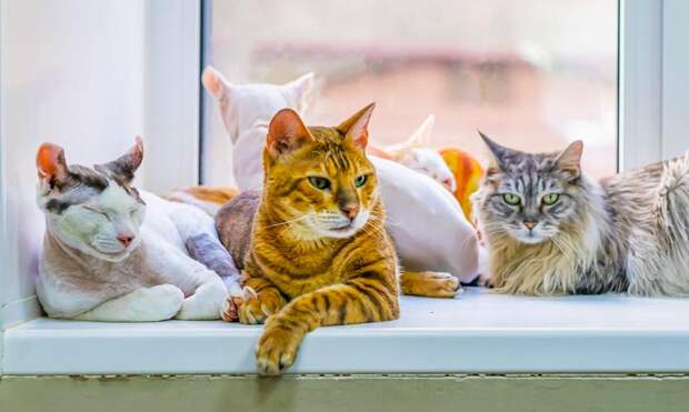 Исследователи из Британии назвали породы кошек-долгожителей