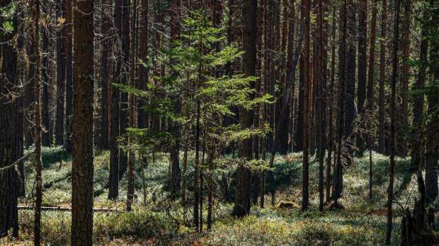 В Рослесхозе рассказали о рекордных объемах восстановления леса