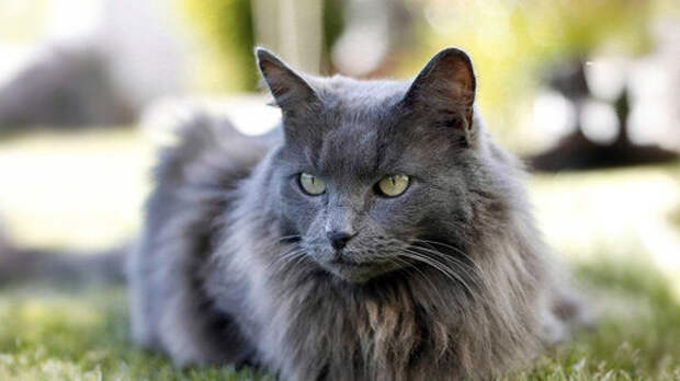 Преданность Дейзи