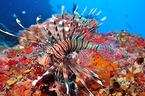 В поисках Немо в Dhigali Maldives