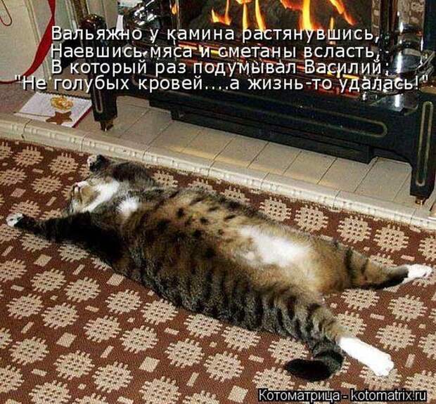 Лучшие котоматрицы недели (50 фото)