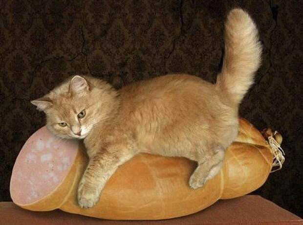 Без кота и жизнь не та! Без кота и жизнь не та!