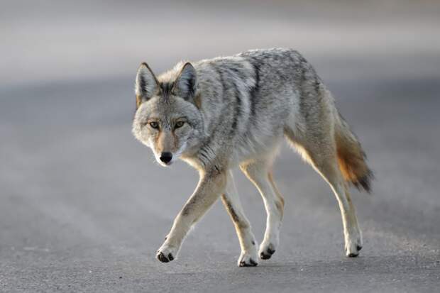 Гибридов волка и койота называют койволками. Они, пусть и нечасто, но встречаются в дикой природе. 