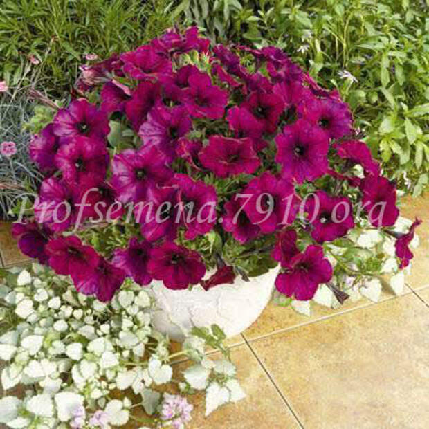 Петуния ампельная Ramblin Burgundy Chrome - 5 шт