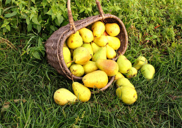 Сбор яблок, груш, слив: правила сбора урожая в августе